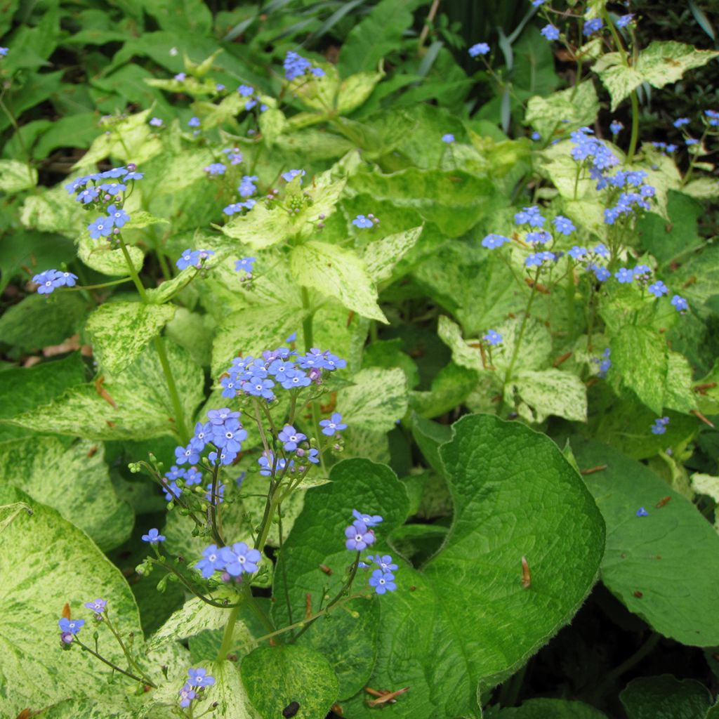 Brunnera macrophylla Yellow spring - Siberian Bugloss