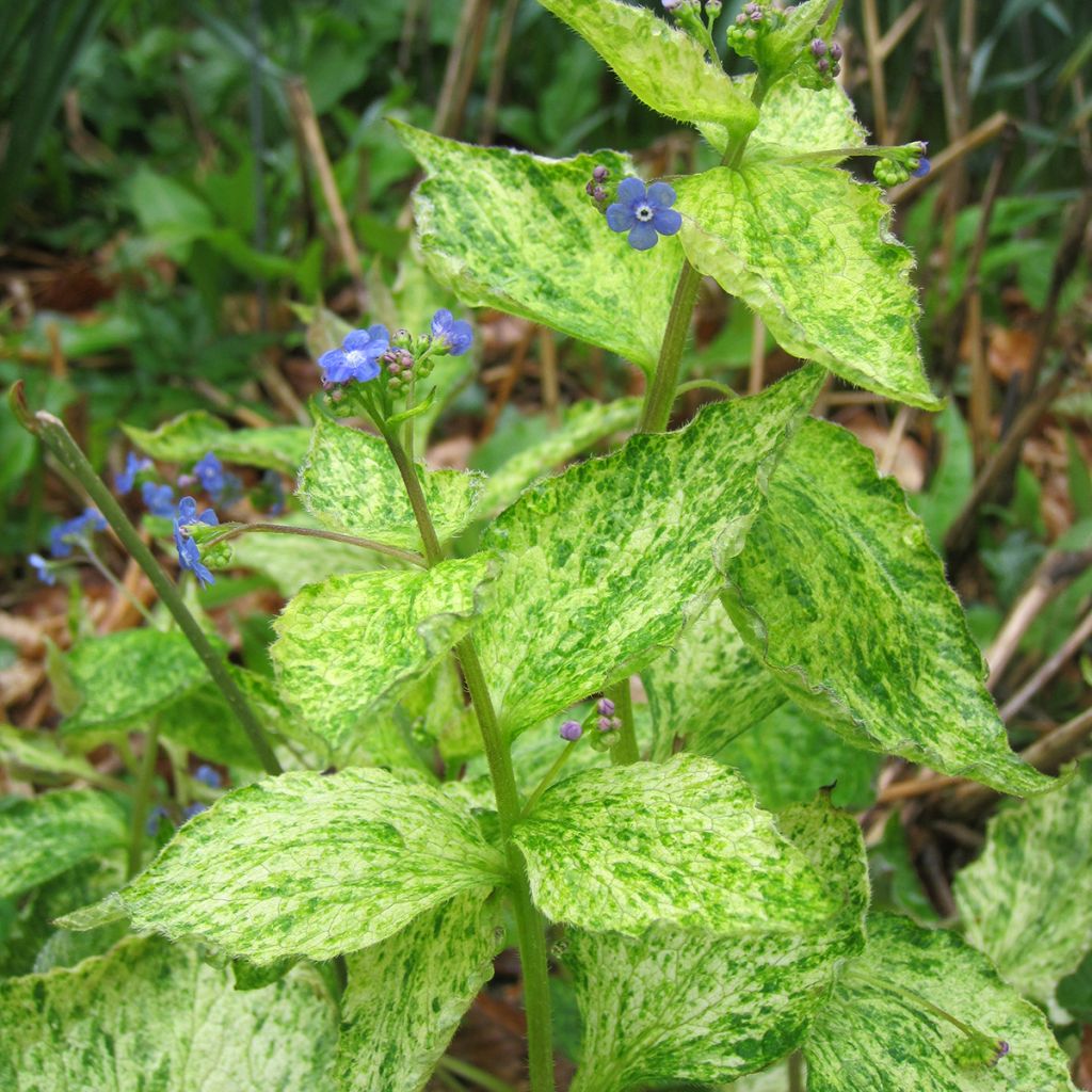 Brunnera macrophylla Yellow spring - Siberian Bugloss