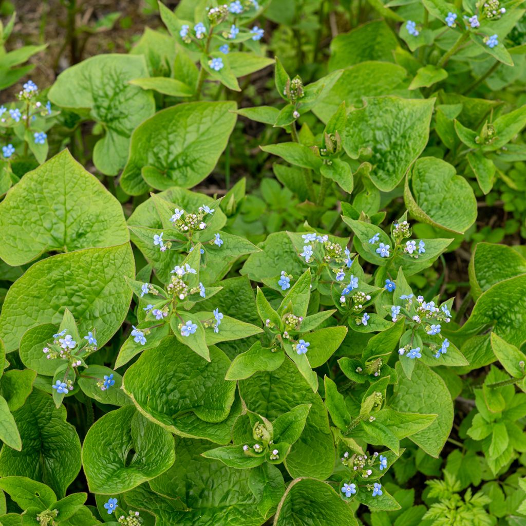 Brunnera sibirica - Siberian Bugloss