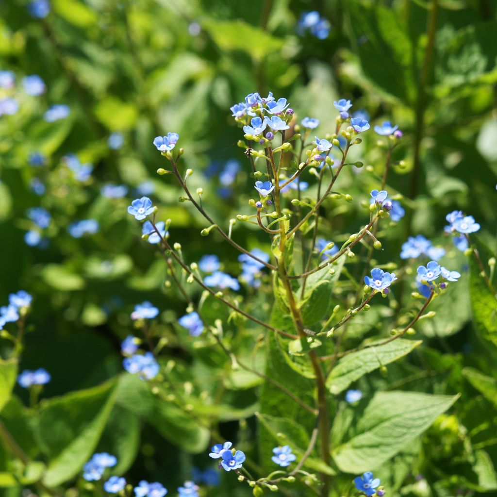 Brunnera sibirica - Siberian Bugloss