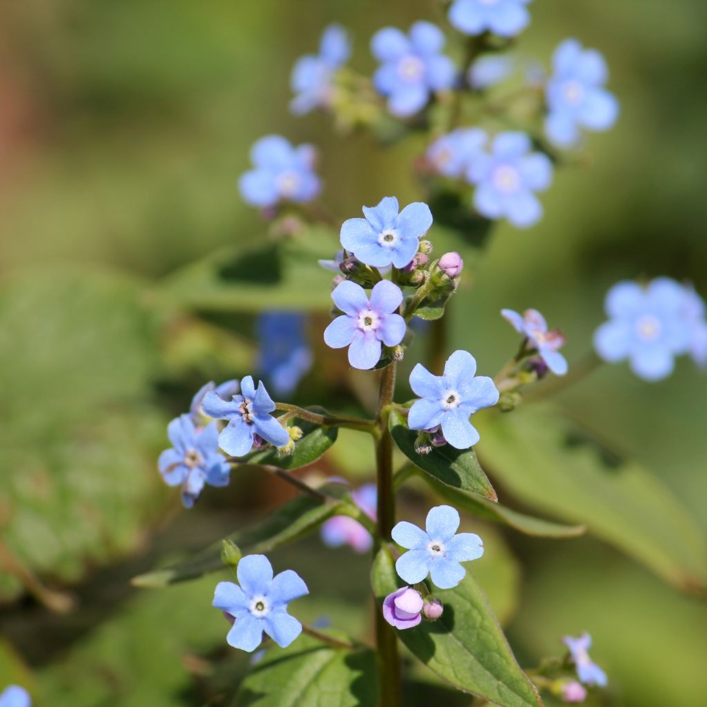 Brunnera sibirica - Siberian Bugloss