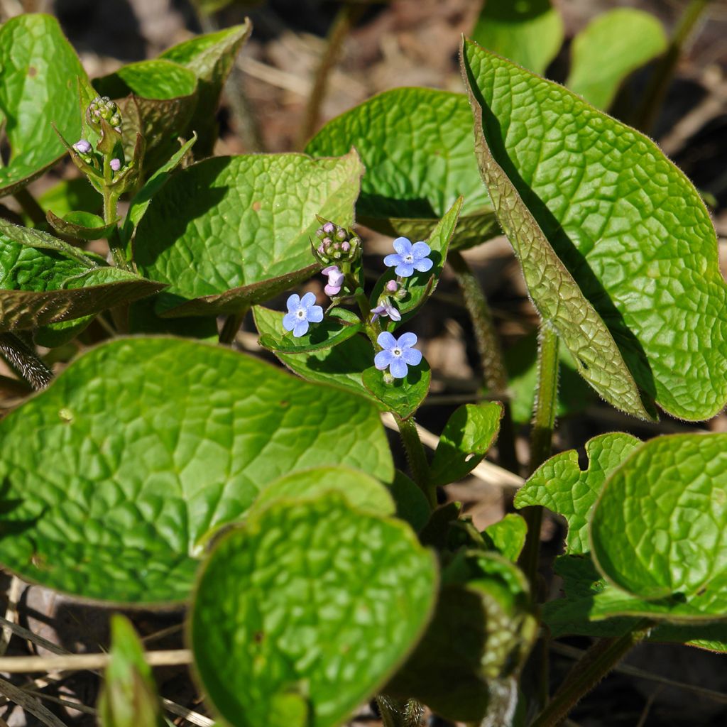 Brunnera sibirica - Siberian Bugloss