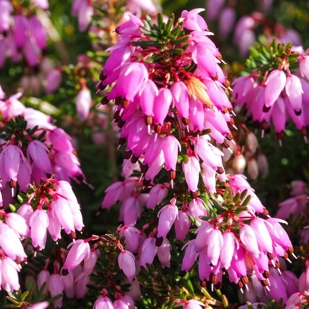 Erica carnea December Red - Winter Heath