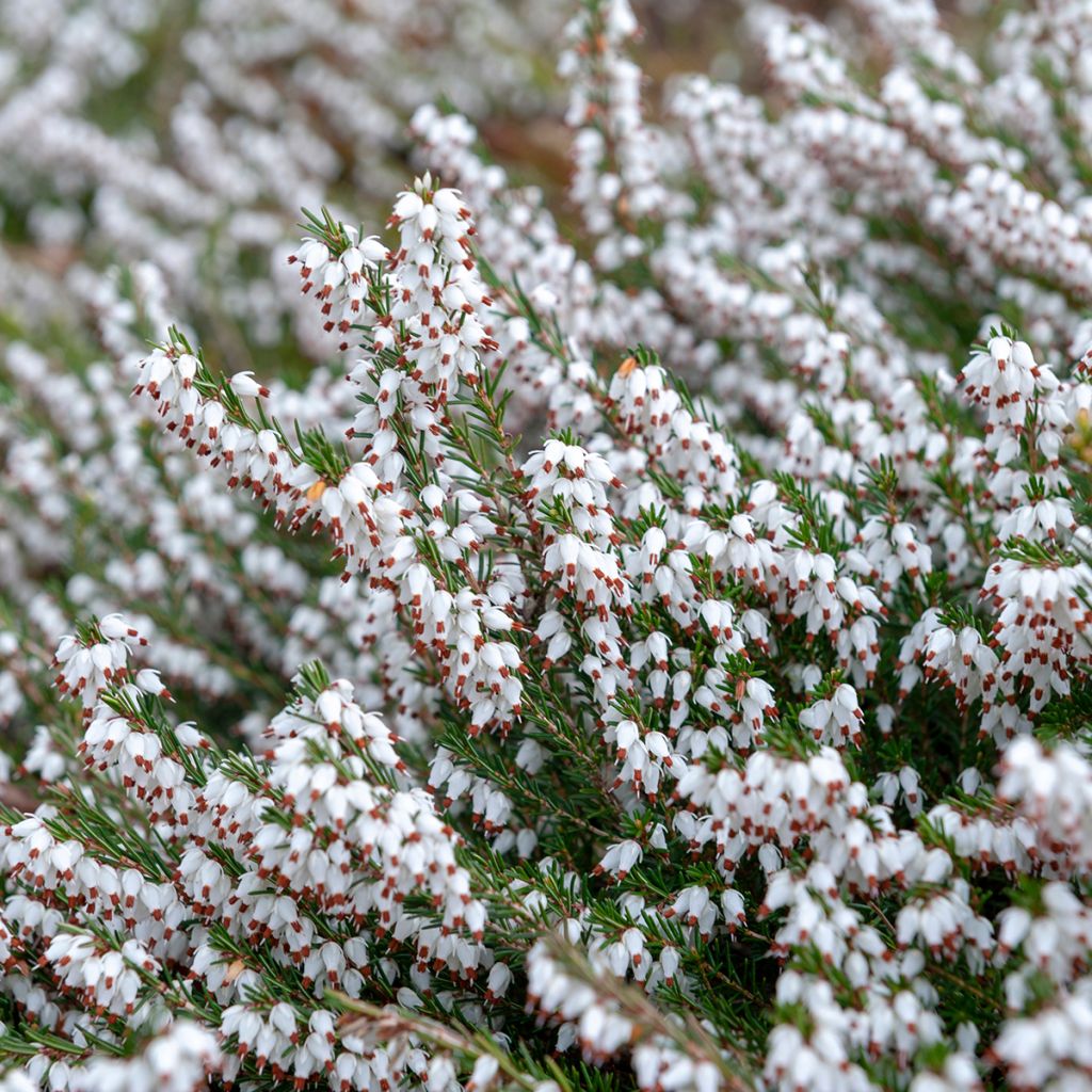 Erica carnea Springwood White - Winter Heath