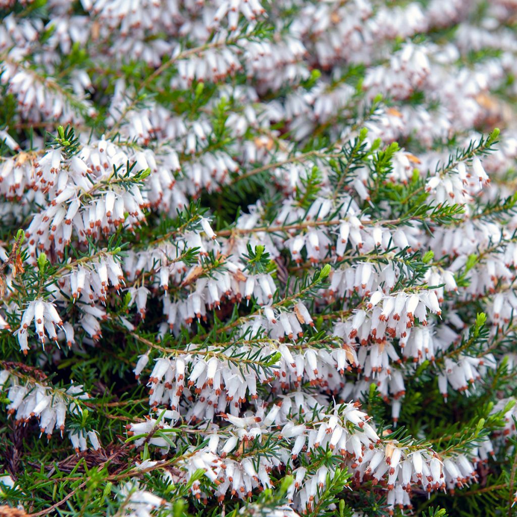 Erica carnea Springwood White - Winter Heath