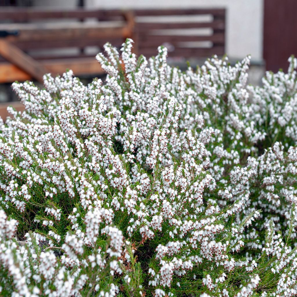 Erica carnea Springwood White - Winter Heath