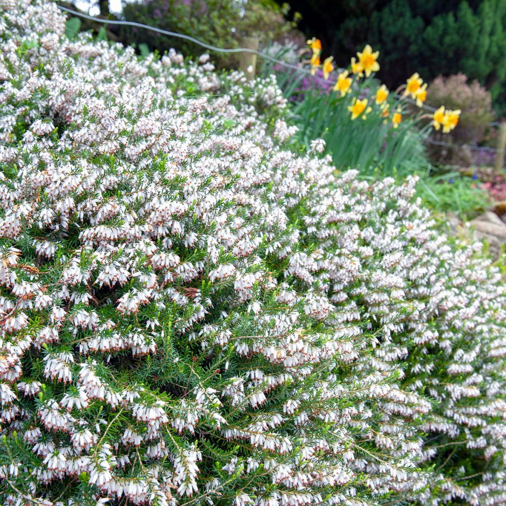 Erica carnea Springwood White - Winter Heath