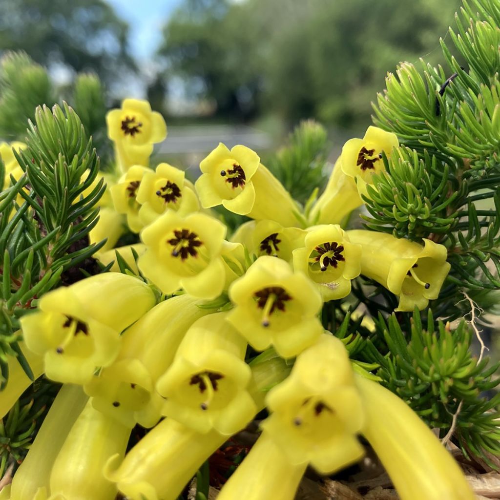 Bruyère arbustive Limoncello ® - Erica nana