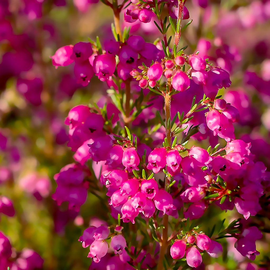 Erica cinerea C.D. Eason - Bell Heather