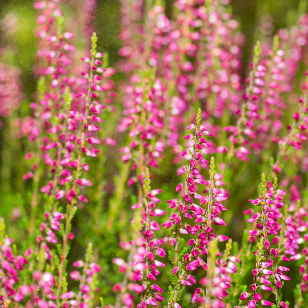 Erica cinerea C.D. Eason - Bell Heather