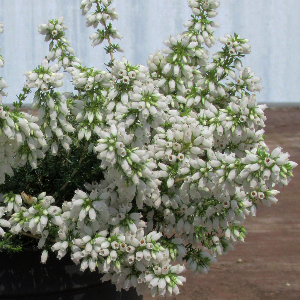 Erica cinerea f. alba - Bell Heather