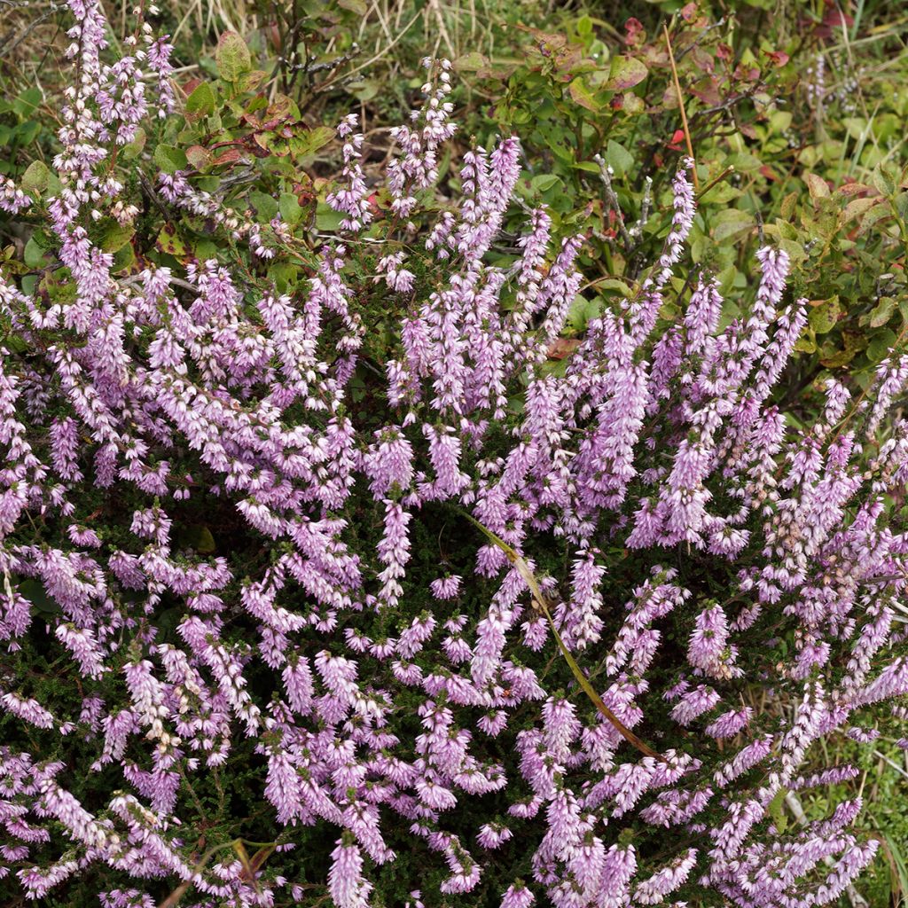 Calluna vulgaris Allegro - Heather