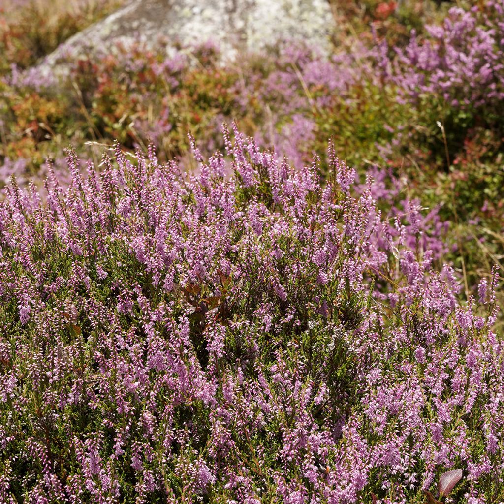 Calluna vulgaris Allegro - Heather