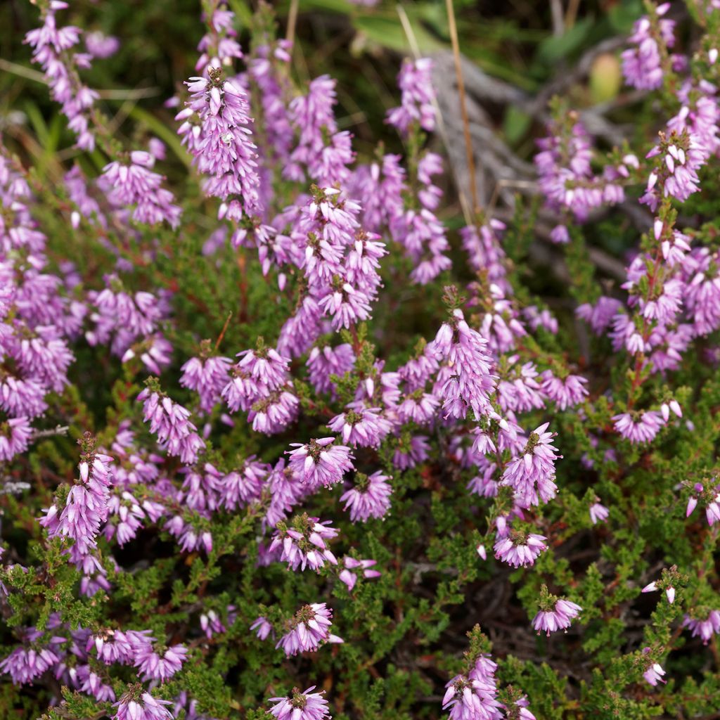 Calluna vulgaris Allegro - Heather