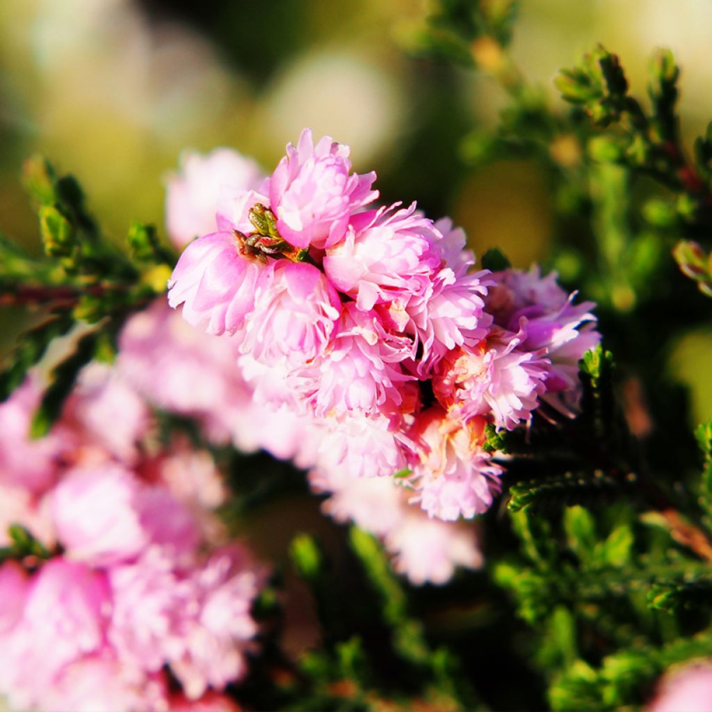 Calluna vulgaris H.E. Beale - Heather