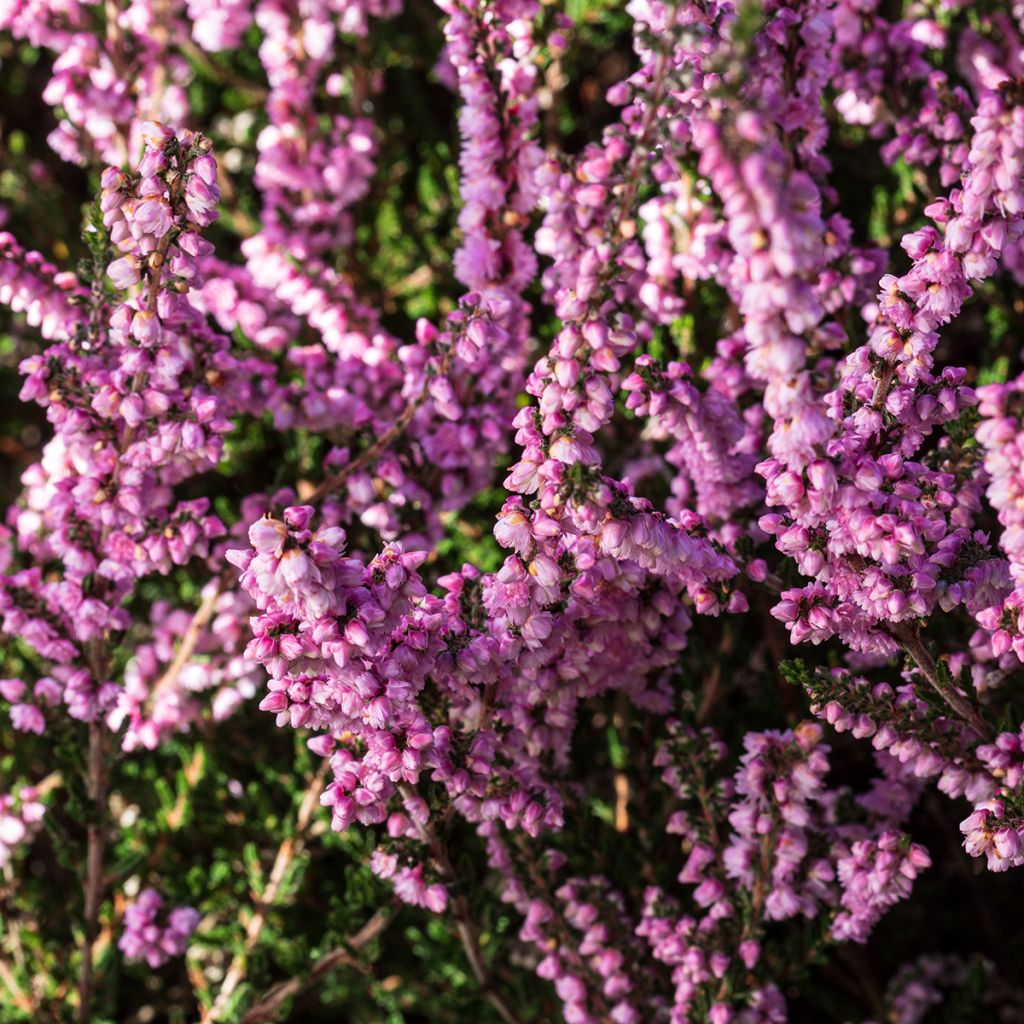 Calluna vulgaris H.E. Beale - Heather