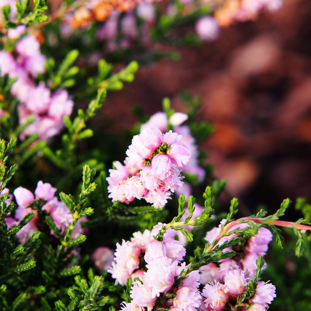 Calluna vulgaris H.E. Beale - Heather