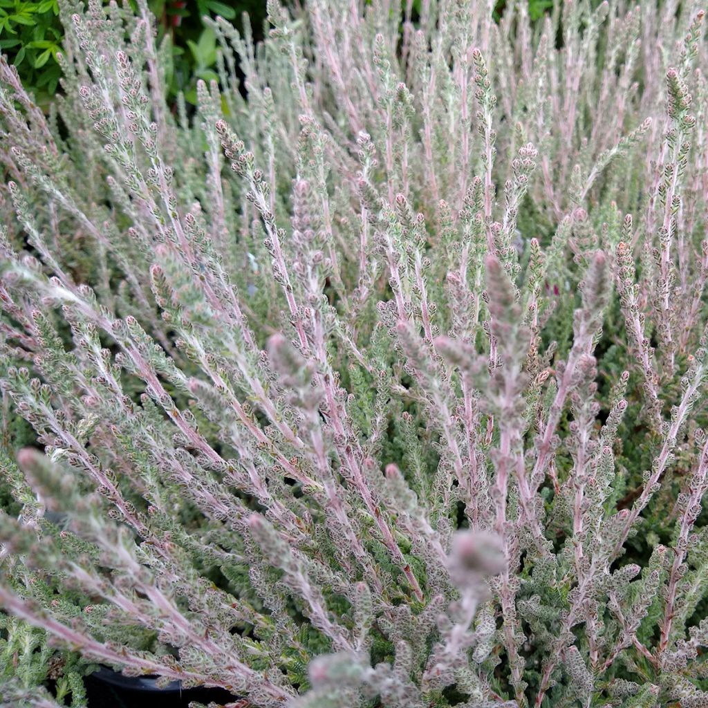 Calluna vulgaris Silver Knight - Heather