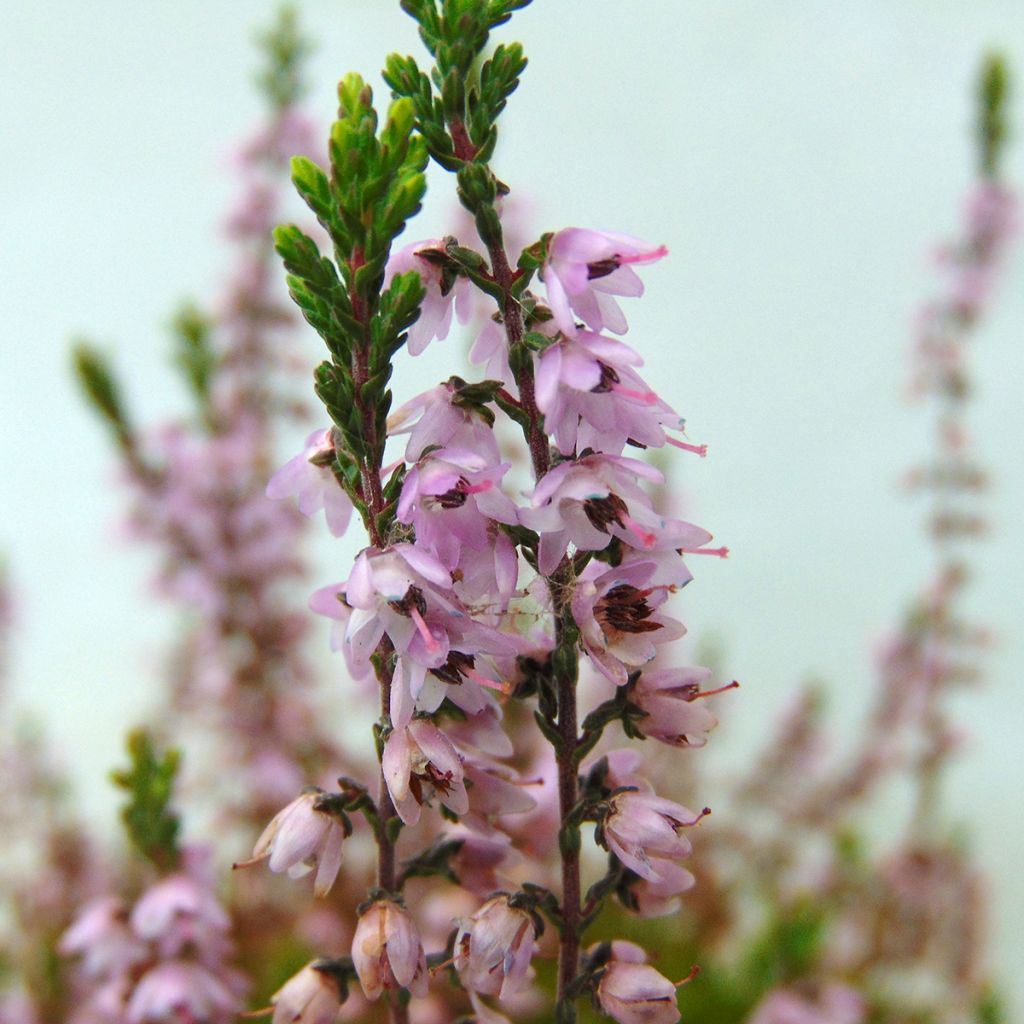 Calluna vulgaris Spring Torch - Heather