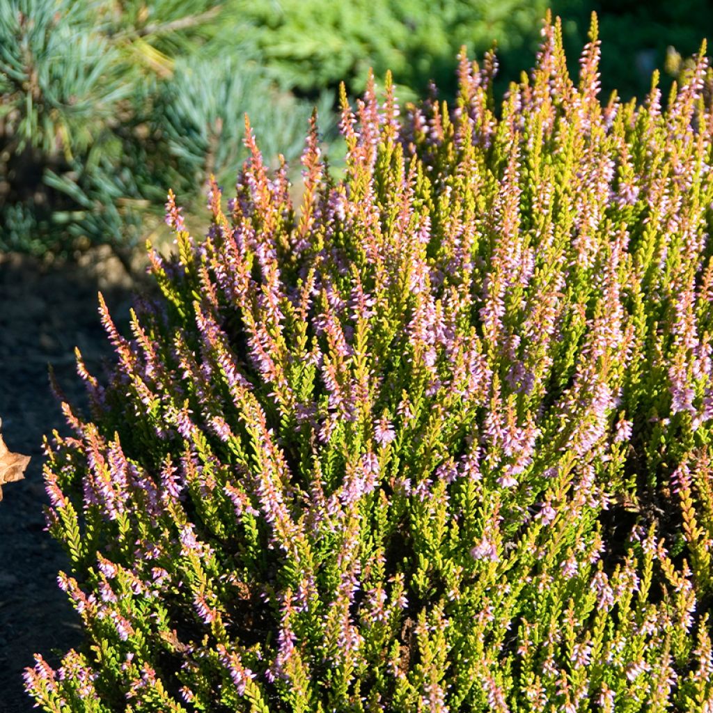 Calluna vulgaris Winter Chocolate - Heather