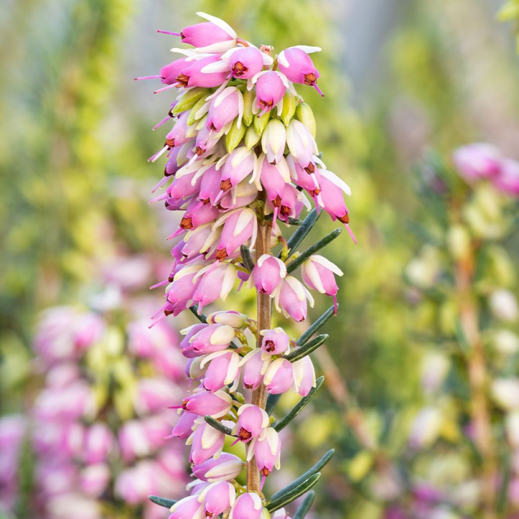 Erica darleyensis Ghost Hills - Winter Heath