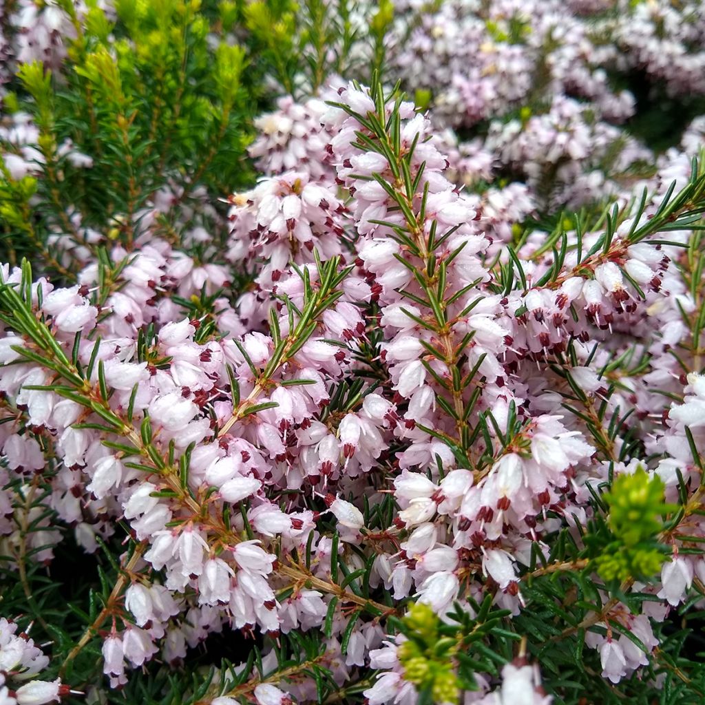 Erica darleyensis Ghost Hills - Winter Heath