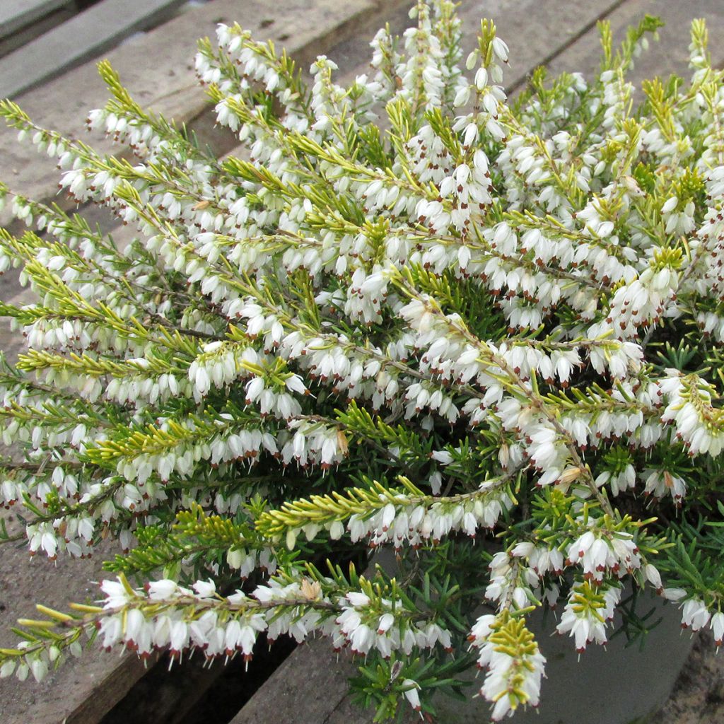 Erica darleyensis Golden Perfect - Winter Heath