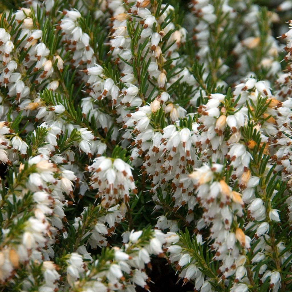 Erica darleyensis f.albiflora Silberschmelze - Winter Heath