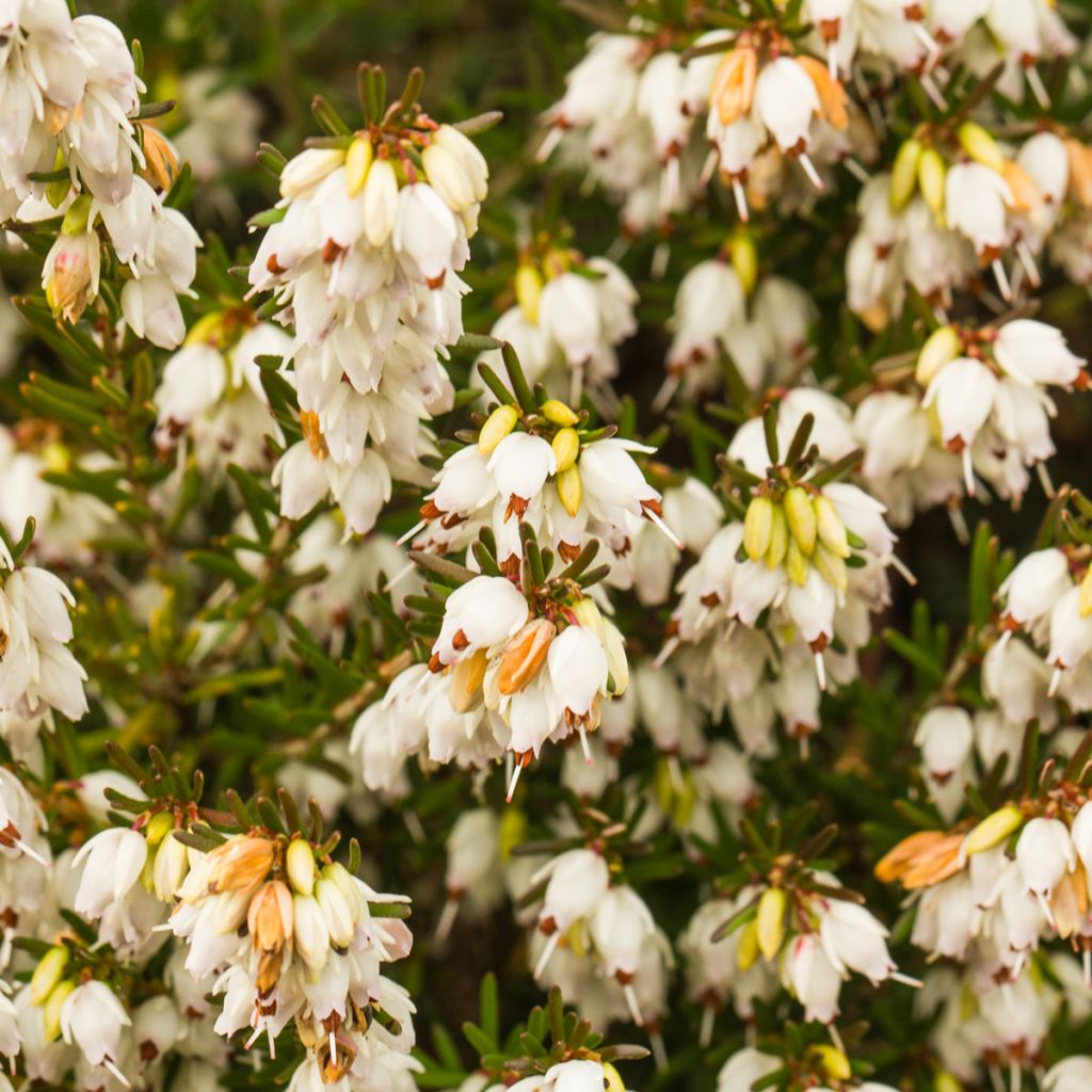 Erica darleyensis f.albiflora Silberschmelze - Winter Heath