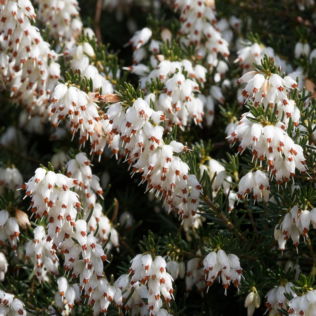 Erica darleyensis f.albiflora Silberschmelze - Winter Heath