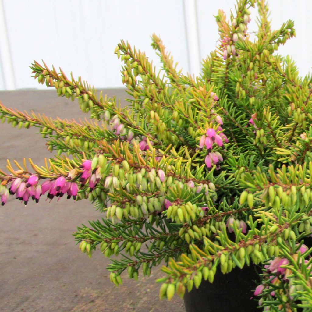 Erica darleyensis Stieneke - Winter Heath