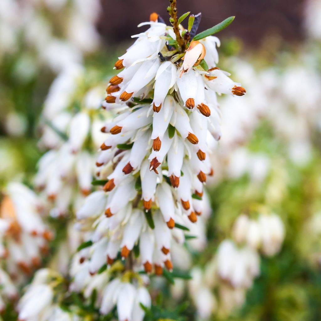 Erica carnea Isabell - Winter Heath