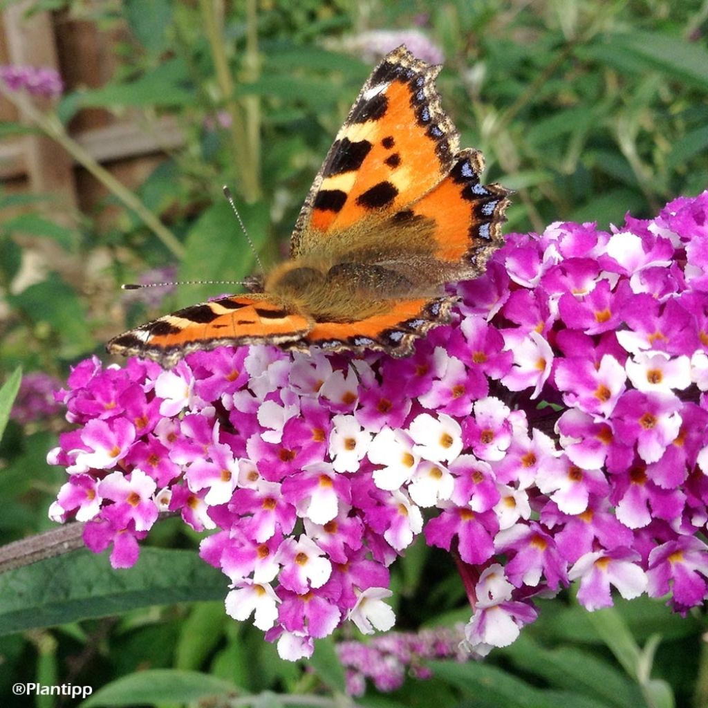 Buddleia Berries & Cream