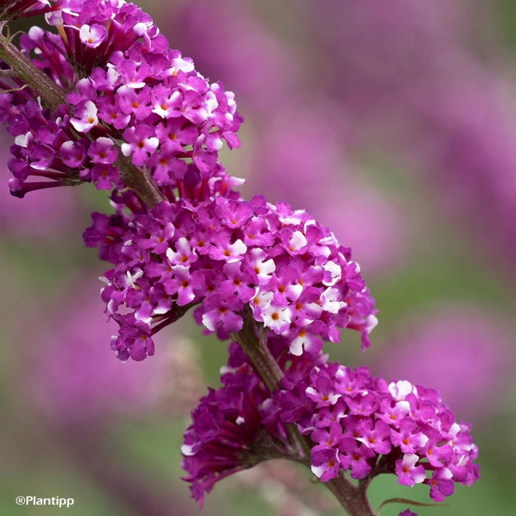 Buddleja davidii Berries and Creamv
