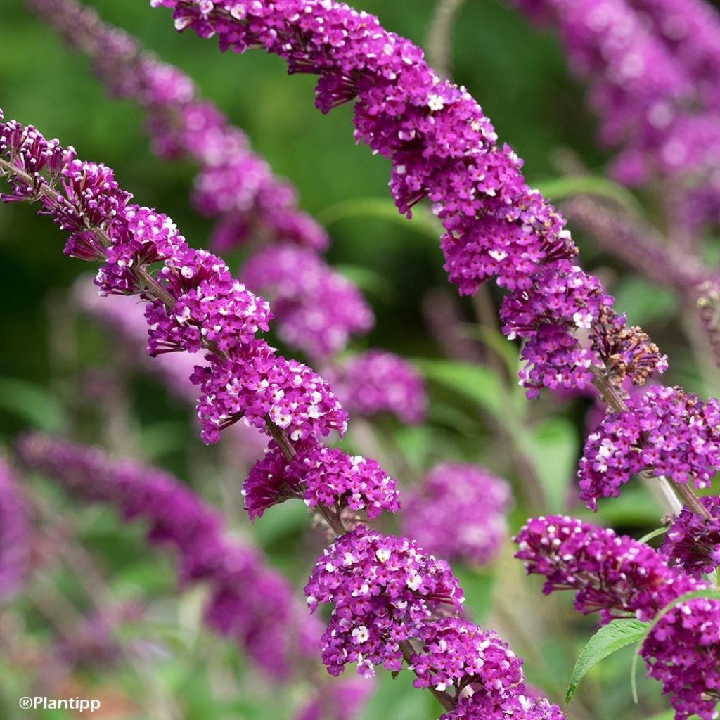 Buddleja davidii Berries and Creamv