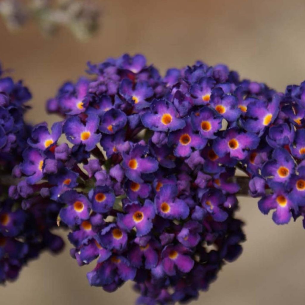 Buddleia davidii Black Knight - Arbre aux papillons