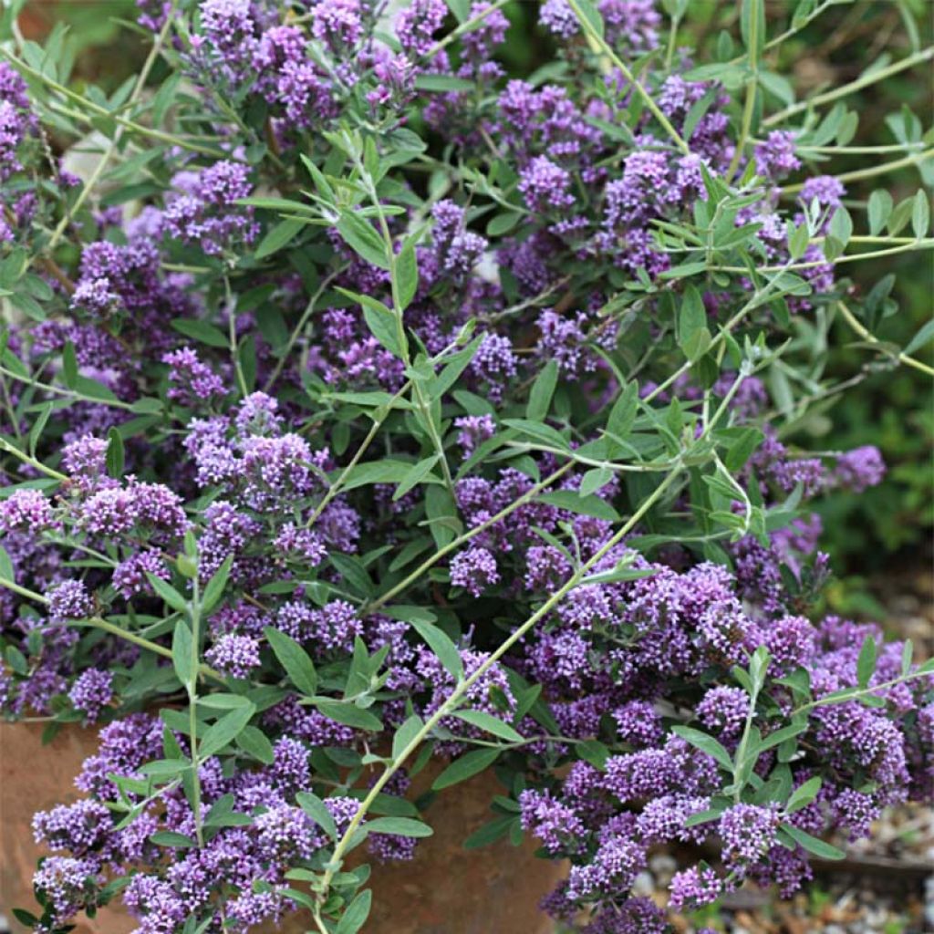 Buddleia alternifolia Unique - arbre aux papillons à feuilles alternes