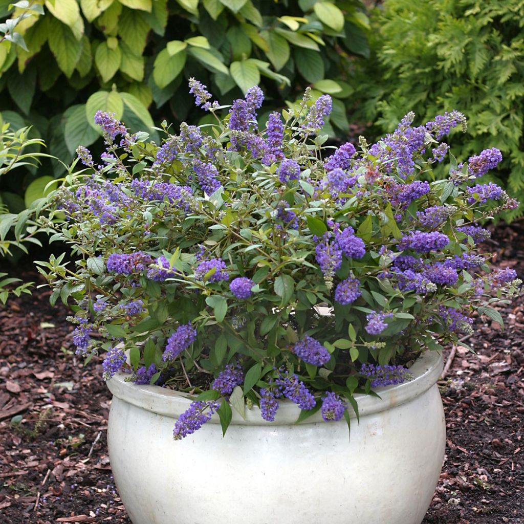 Buddleia Blue Chip - Arbre aux papillons nain