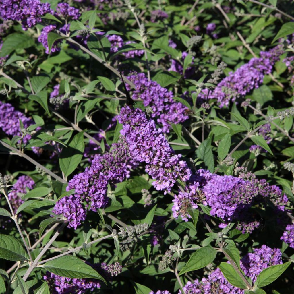 Buddleia Blue Chip - Arbre aux papillons nain