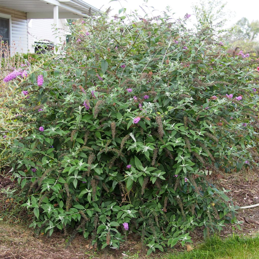 Buddleia davidii Flower Power - Arbre aux papillons