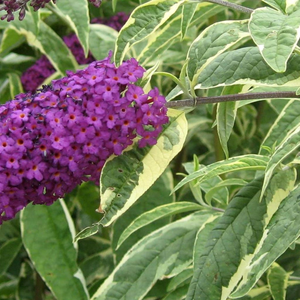 Buddleia davidii Harlequin - Arbre à papillons panaché