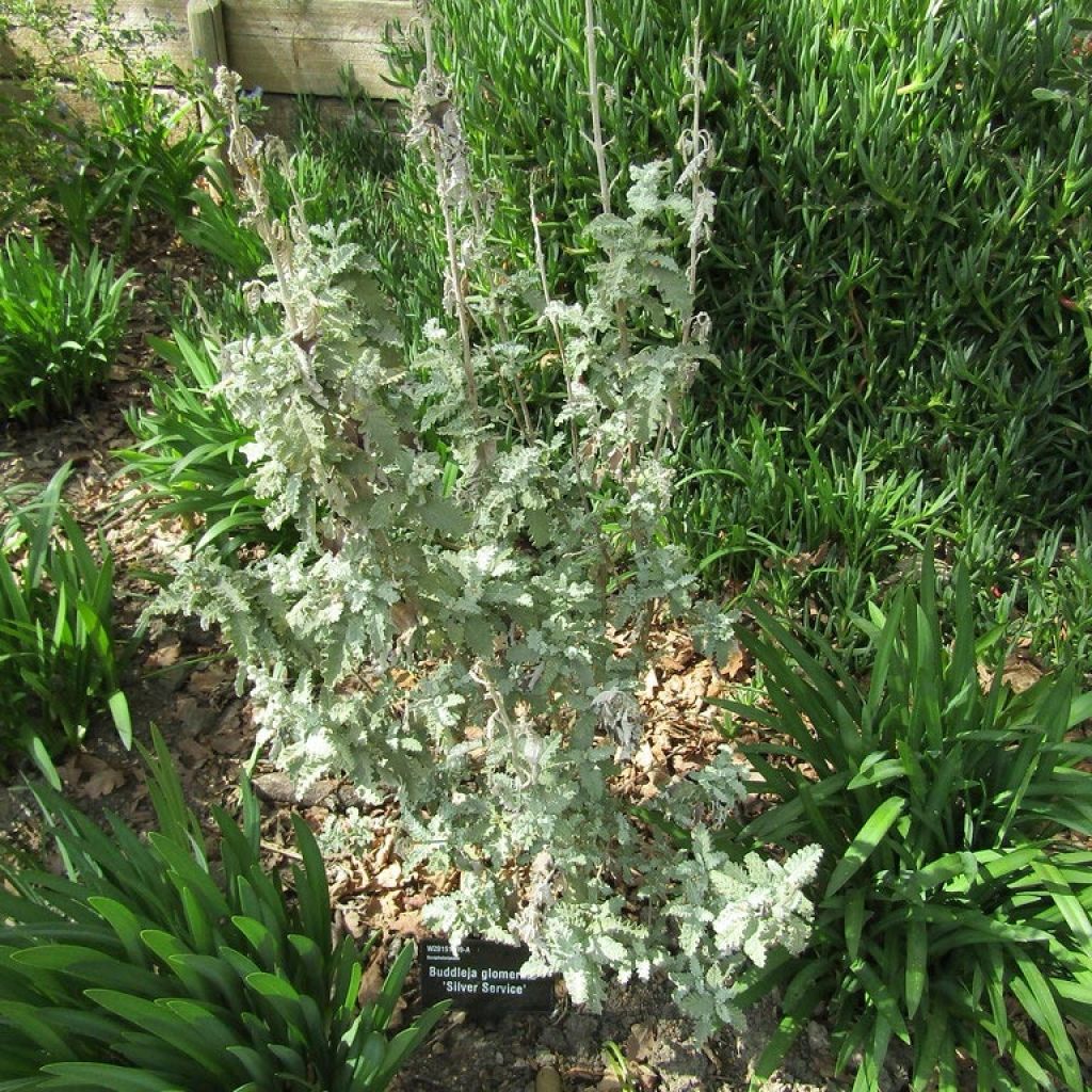 Buddleja glomerata Silver Service - Butterfly Bush