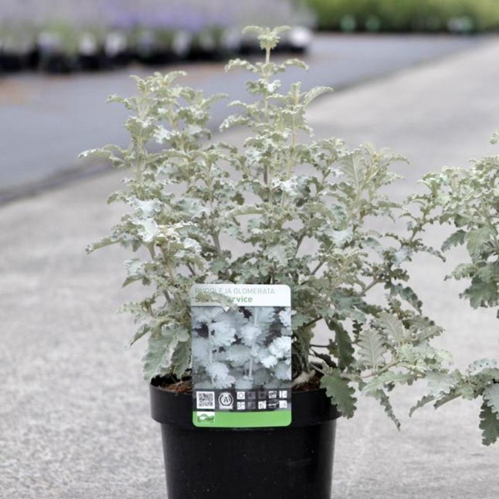 Buddleja glomerata Silver Service - Butterfly Bush