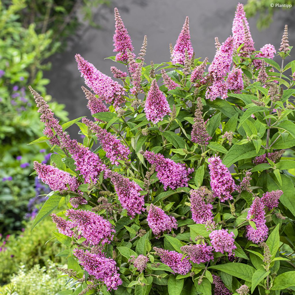 Buddleja davidii Butterfly Little Pink - Arbre aux papillons nain rose