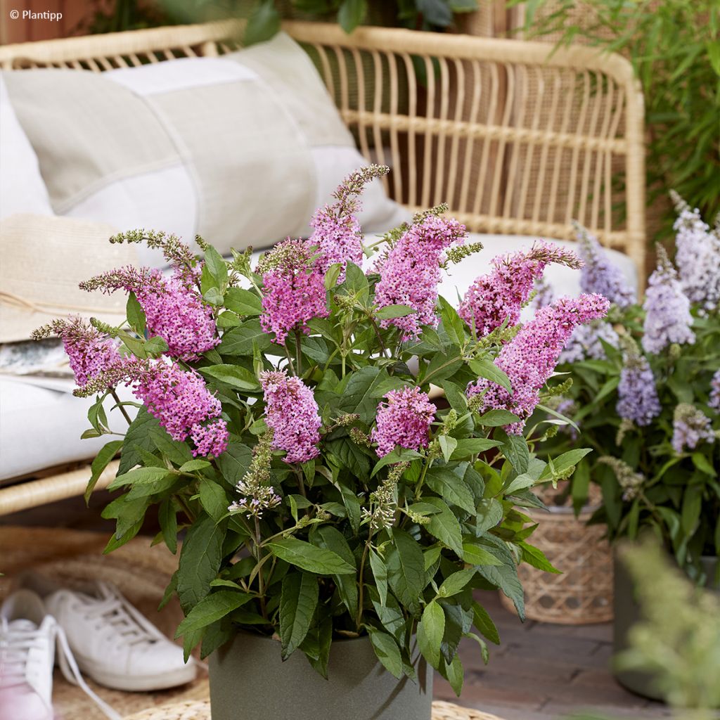 Buddleja davidii Butterfly Little Pink - Arbre aux papillons nain rose