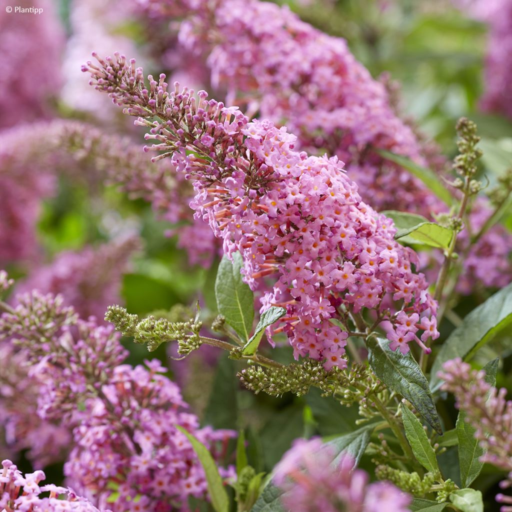 Buddleja davidii Butterfly Little Pink - Arbre aux papillons nain rose