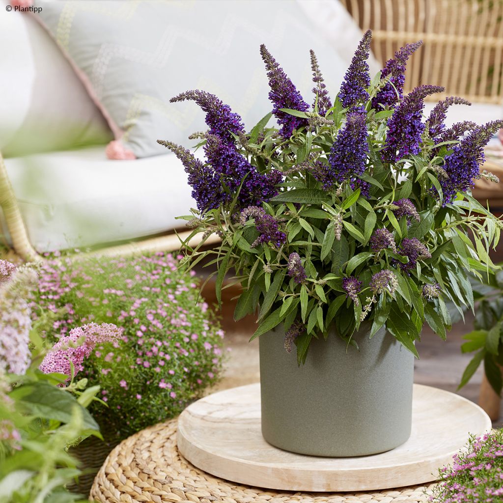 Buddleja davidii Butterfly Little Purple - Arbre aux papillons nain pourpre