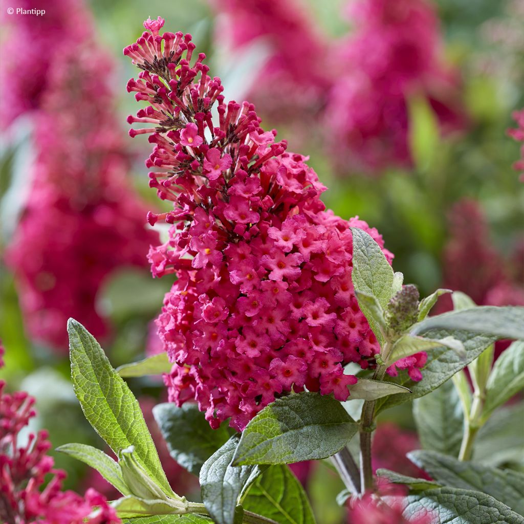 Buddleja davidii Butterfly Little Ruby - Arbre aux papillons nain rouge