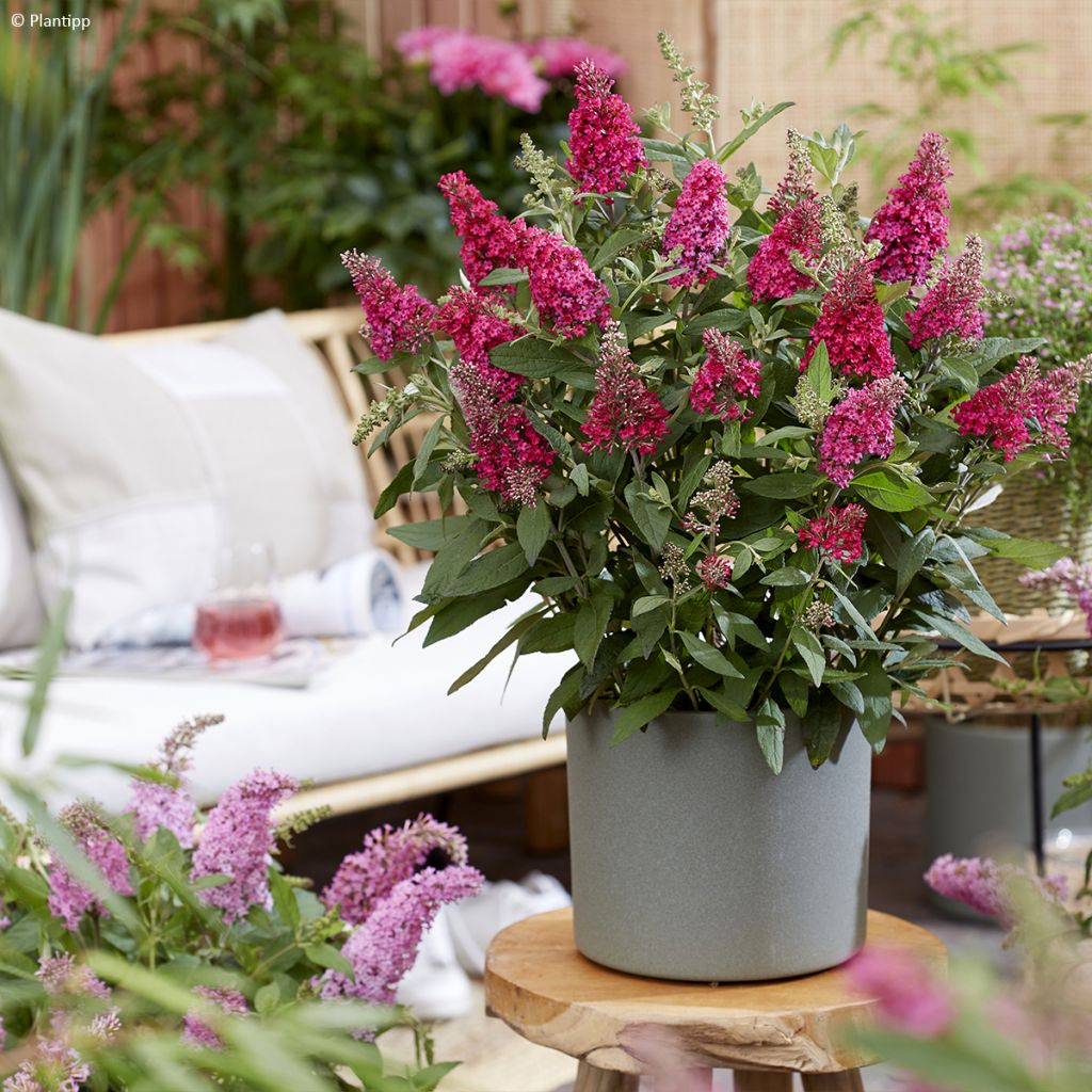 Buddleja davidii Butterfly Little Ruby - Arbre aux papillons nain rouge