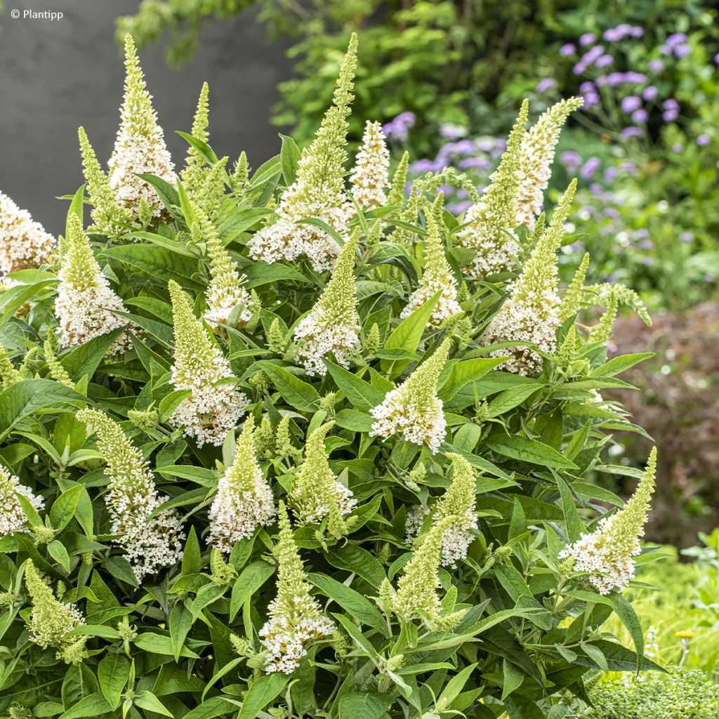 Buddleja davidii Butterfly Little White - Arbre aux papillons nain blanc